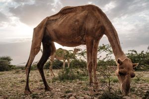 Udeblivende regnvejr og fejlslagne høstsæsoner truer med at sende millioner af mennesker på Afrikas Horn ud i en sultkrise.