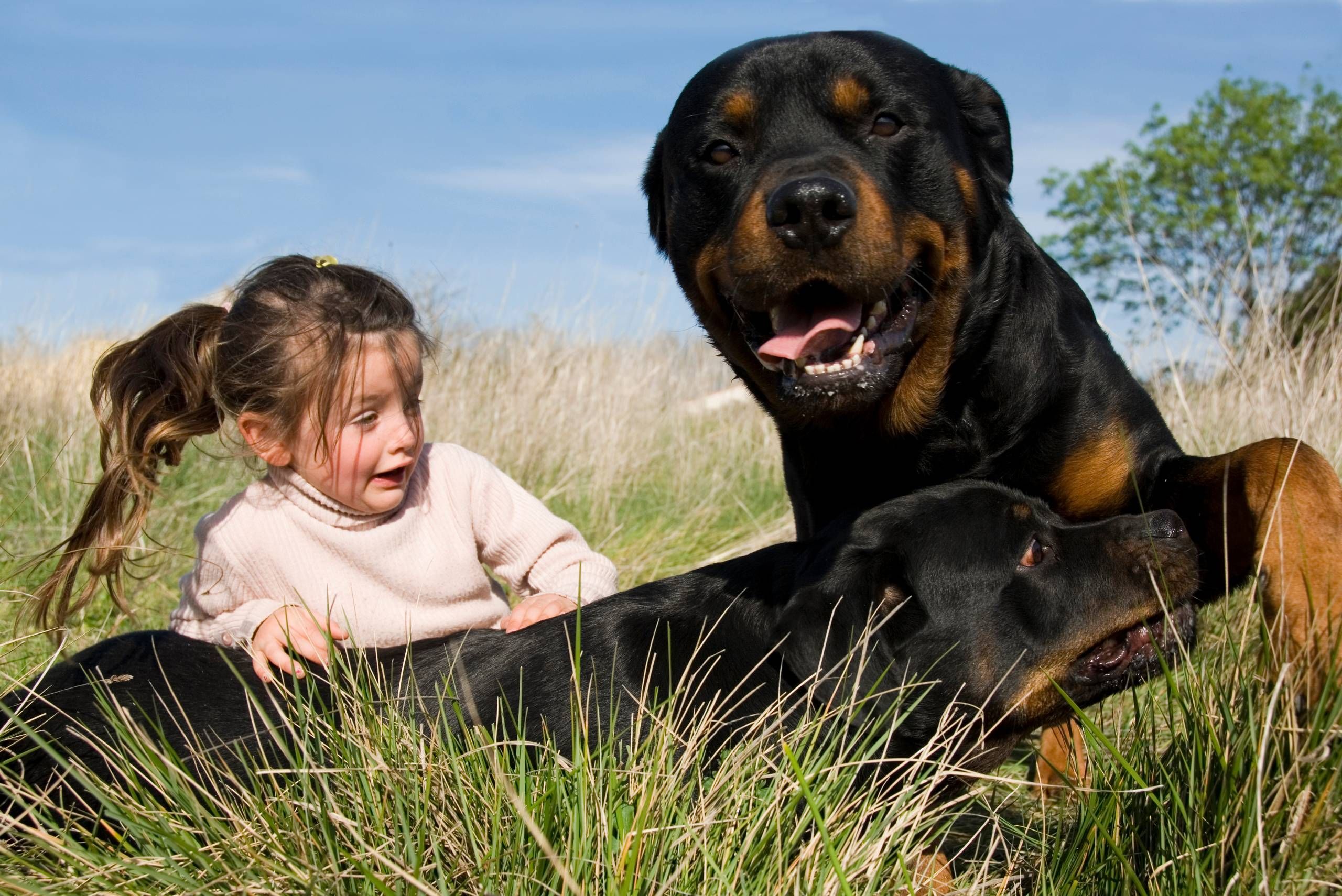 Hjælp som forælder, hvis barn er bange for hunde