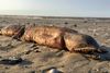Ifølge biolog og åleekspert Kenneth Tighe fra Smithsonian National Museum of Natural History kan der være tale om en såkaldt hugtand-slangeål med det latinske navn Aplatophis chauliodus, der lever dybt nede i havet og bl.a. spiser krebsdyr.