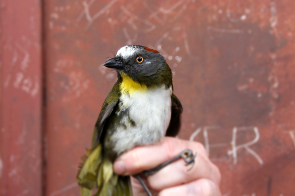 Ifølge forskerne er det første gang i to årtier, at der findes nye giftige fuglearter.