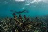En undervandsfotograf dokumenterer udbredelsen af døde koraller i Great Barrier Reef, maj 2016. Foto: The Ocean Agency/XL Catlin Seaview Survey via AP