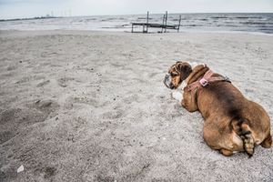 Vilde hunde, omstrejfende hunde og familiehunde påvirker i høj grad naturen, når de jager og skræmmer vilde dyr, ødelægger planter og spreder sygdomme blandt truede arter.