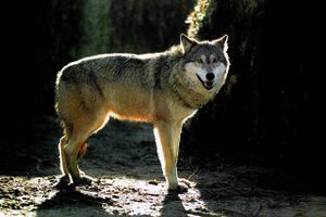 Ulvebestanden i Danmark er vokset hen over sommeren. 
