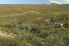 Lavtvoksende planter var veget til fordel for højt buskads, og jordoverfladen havde visse steder skiftet udseende, fordi jorden var tøet op, da Ken Tape besøgte Jago Valley i Alaska ca. 50 år efter, at det øverste foto blev taget i 1957. Fotos: Edward Sable/Ken Tape