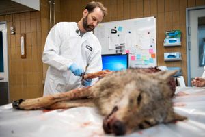Ifølge SF bør Folketingets politikere skrue på alle knapper for at komme bl.a. drab på ulve og rovfugle til livs. Bøder på 10.000-12.000 kr. for at dræbe fredede dyr er ikke nok, lyder beskeden. 