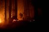 Mange af brandene begyndte 15. august, da delstaten blev ramt af hele 14.000 lynnedslag på et døgn. Foto: Reuters