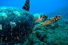 Der er omfattende dokumentation for, at den globale opvarmning fører til en mere og mere skæv kønsfordeling hos bl.a. skildpadder. Her betyder det et overtal af hunner. Arkivfoto: Johnny Frederiksen/Ritzau Scanpix