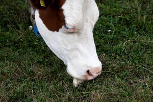 En død ko er konstateret smittet med kogalskab, oplyser Hollands landbrugsministerium.