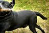 Hvis lille Fido har krudt i bagi og elsker fremmede mennesker, så kan du roligt efterlade den i en hundepension, mens du selv rejser på ferie.