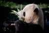 Pandaen Xing Er i Zoologisk Have i København. De to pandaer, Mao Sun og Xing Er, er udlejet fra Kina og skal bo i Danmark i 15 år. Bjørnene tilhører stadig Kina. Det samme gør de unger, som parret måske får i fremtiden. Foto: Mads Claus Rasmussen/Ritzau Scanpix