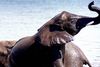Krybskytter i stort tal i Afrika jager elefanter for at få fat i deres værdifulde stødtænder.