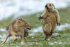 Vinderbilledet er udvalgt blandt omkring 48.000 indsendte billeder fra fotografer fra over 100 lande. Foto: Yongqing Bao, Wildlife Photographer of the Year 2019