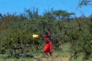 Græshoppesværm i  ved landsbyen Larisoro i Kenya. Foto: Tony Karumba/AFP