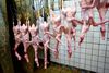 Gråsten Fjerkræ vil mærke sit kød som "ikke halal-slagtet".