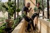 På Danmarks Smukkeste Kaffefarm eksperimenterede Smukfest og Peter Larsen Kaffe med kaffeplanter, kaffegrums og nye måder at udnytte hele planten på. Nu fortsætter de samarbejdet ved at støtte omlægningen af kaffefarme til skovlandbrug i blandt andet Afrika og Mellemamerika. Arkivfoto: Casper Dalhoff
