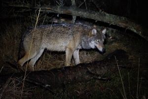 Forhåbentlig vil EU-Kommissionen ændre ulvens fredningsstatus fra den nuværende totalfredning til en mere fleksibel, så den er fredet, hvor den er velkommen, og kan jages, hvor den er uønsket, skriver Erik Poulsen. Arkivfoto: Aarhus Universitet og Naturhistorisk Museum Aarhus