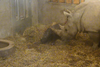Foto: Livestream fra næsehornsstalden i Københavns Zoo