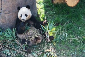 Torsdag kunne danskerne for første gang komme ind og se de to nye pandaer i København. Her ses hannen Xing Er i det nye anlæg. Foto: Gregers Tycho
  
