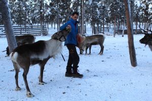 Samerne er Europas sidste indfødte folk, og i svensk Lapland holder de fast i kulturen trods truende klimaforandringer. Nær Kiruna kan man tage med til rensdyrræs og på nordlysjagt i Sveriges næstældste nationalpark. 