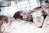 Finans’ gennemgang af de kommende toldsatser viser, at briterne eksempelvis planlægger en told på 14.000 kr. på et ton smør. Bacon bliver pålagt en told på 5.100 kr. pr. ton, mens tolden på skinke er 5.800 kr. pr. ton. Foto: Janus Engel