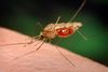 Det er myggen, der spreder malaria, når den suger blod fra mennesker. Foto: (AP Photo/CDC, University of Notre Dame, James Gathany)