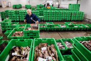 Fødevarestyrelsen har to gange rettet kritik af hygiejnen hos en fiskeauktion i Thyborøn, fordi kasserne med fisk kommer i berøring med gulvet. Direktøren er uenig og mener, at styrelsens fortolkning af reglerne er urimelige og vil være konkurrenceforvridende. 