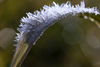 I oktober er der risiko for nattefrost, så sarte planter skal beskyttes. Foto: Jenny Downing/Flickr