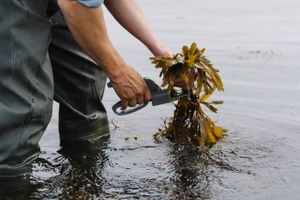 Dyrefoder tilsat brunalger fra danske farvande kan gøre landbrugssektoren mere klimavenlig, viser ny forskning.