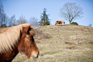 Der er forbud mod at give mad til de fritlevende heste og køer, der er en del af Molslaboratoriets rewilding-projekt. Alligevel har Søren Brink trodset forbuddet, da han mener, at dyrene bliver vanrøgtet. Museumsinspektør afviser kritikken.