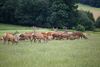 Den store hjorteflok har gennem årene haft deres helt faste stier, når de trækker rundt i grænselandet. Men de er nu blevet ødelagt af vildsvinehegnet. Arkivfoto: Colourbox