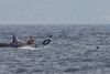 En græsk fisker redder en flygtning fra at drukne nær Lesbos.