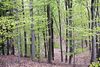 Efter et par årtier vil der være skovfornemmelse i en ny skov. Arkivfoto: Ole Lind