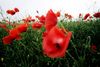 »Parcelhushaven med en stor grøn græsplæne, små blomsterbede med hver sin blomsterart og unge træer, der fældes, når de bliver for store og gamle, er absolut ikke den ideelle have for et mangfoldigt dyre- og planteliv,« konstaterer Lars Kjerulf Petersen.