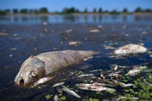 Efter omfattende vandprøver og test er myndighederne stadig på bar bund, når det kommer til at få svar spørgsmålet om, hvad der har dræbt tonsvis af fisk i den tysk-polske flod Oder. 