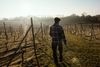 Sol og varme er godt for druer. Derfor er det en fordel for dansk vinproduktion, at klimaet bliver varmere. Men det er også vigtigt at anvende druesorter, der kan trives i Danmark.
