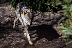 Det kan ikke siges med sikkerhed, om ulv dræbte kalv, som den åd af i midten af februar, vurderer styrelse.