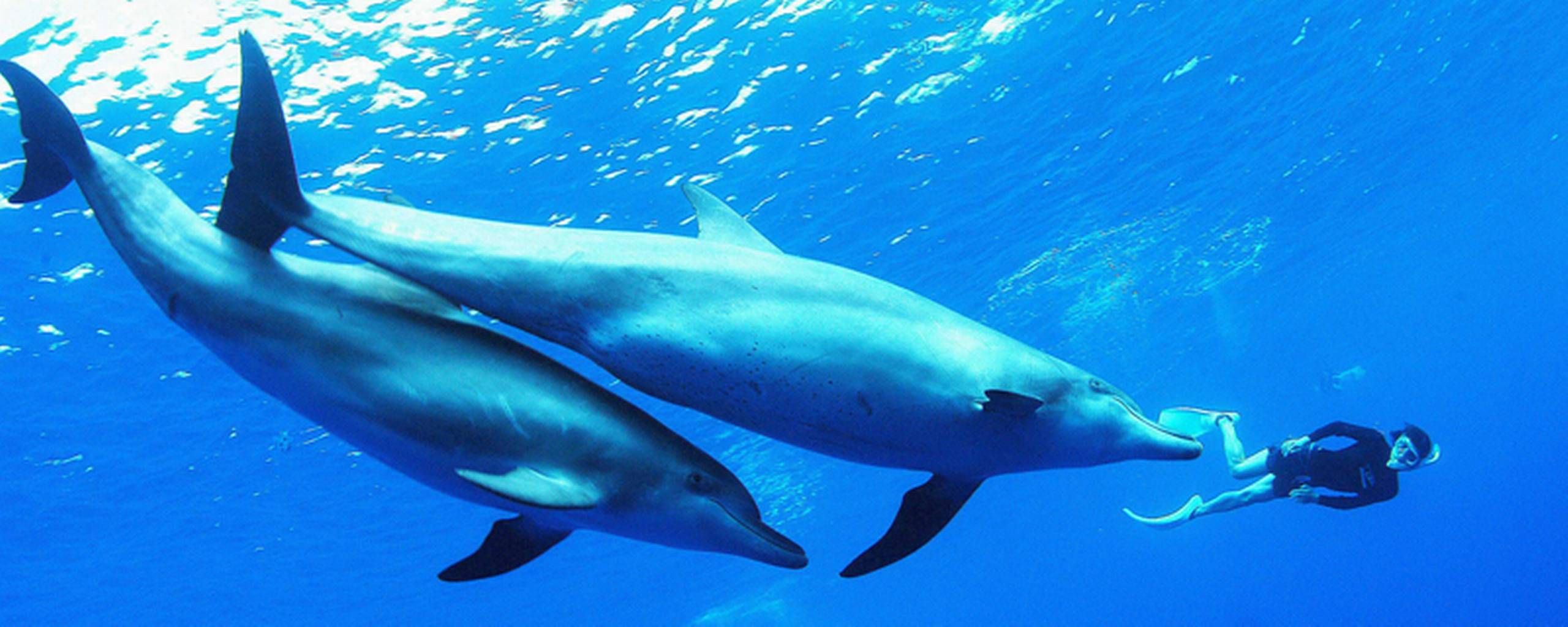 Ny forskning: Delfinerne ikke
