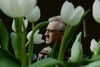 Gæsterne i Tivoli Friheden vil opleve tæpper af forårsblomster – især tulipaner. Foto: Kasper Heden Andersen