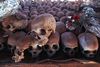 800.000 mennesker blev dræbt i løbet af 100 dage i 1994 i Rwanda. Arkivfoto: AP