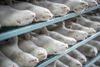 Landets mink skal aflives, efter at der fundet en coronamutation, der frygtes at kunne gøre en vaccine mod covid-19 mindre effektiv. Arkivfoto: Mads Claus Rasmussen/Ritzau Scanpix