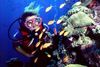 En pakke på knap 300 mio. kroner, skal redde Great Barrier Reef. BRIAN CASSEY