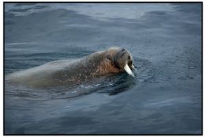 Onsdag kom en usædvanlig gæst til Vorupør i Thy - en hvalros. Torsdag er den ifølge politiet væk igen.
