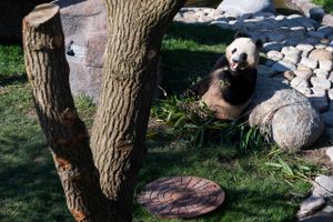 Der har været ekstra mange gæster i Zoologisk Have i København i påsken, efter at pandaerne er flyttet ind.