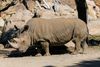 Indtil december sidste år levede dette mandlige eksemplar af det nordlige hvide næsehorn i San Diego Zoo. Nu er han død.