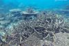 I den nordlige del af Great Barrier Reef er 67 procent af korallerne døde, viser nyt studie. »Det skærer mig i hjertet, at se så mange af korallerne er døde,« siger studiets leder, professor Terry Hughes. Foto: Greg Torda/AP
