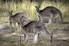 I byen Canbarra, der var et af de få steder, hvor man fortsat havde grønt græs, blev man i seneste måned invaderet af desperate kænguruer. Arkivfoto: Mark Graham/AP