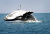 I Danmark skal vi ifølge marinbiologer fremover vænne os til, at et sådan syn af en hval bliver mere almindeligt. Ja faktisk er det allerede blevet det. Foto: Line Hermansen, Institut for Bioscience, Aarhus Universitet