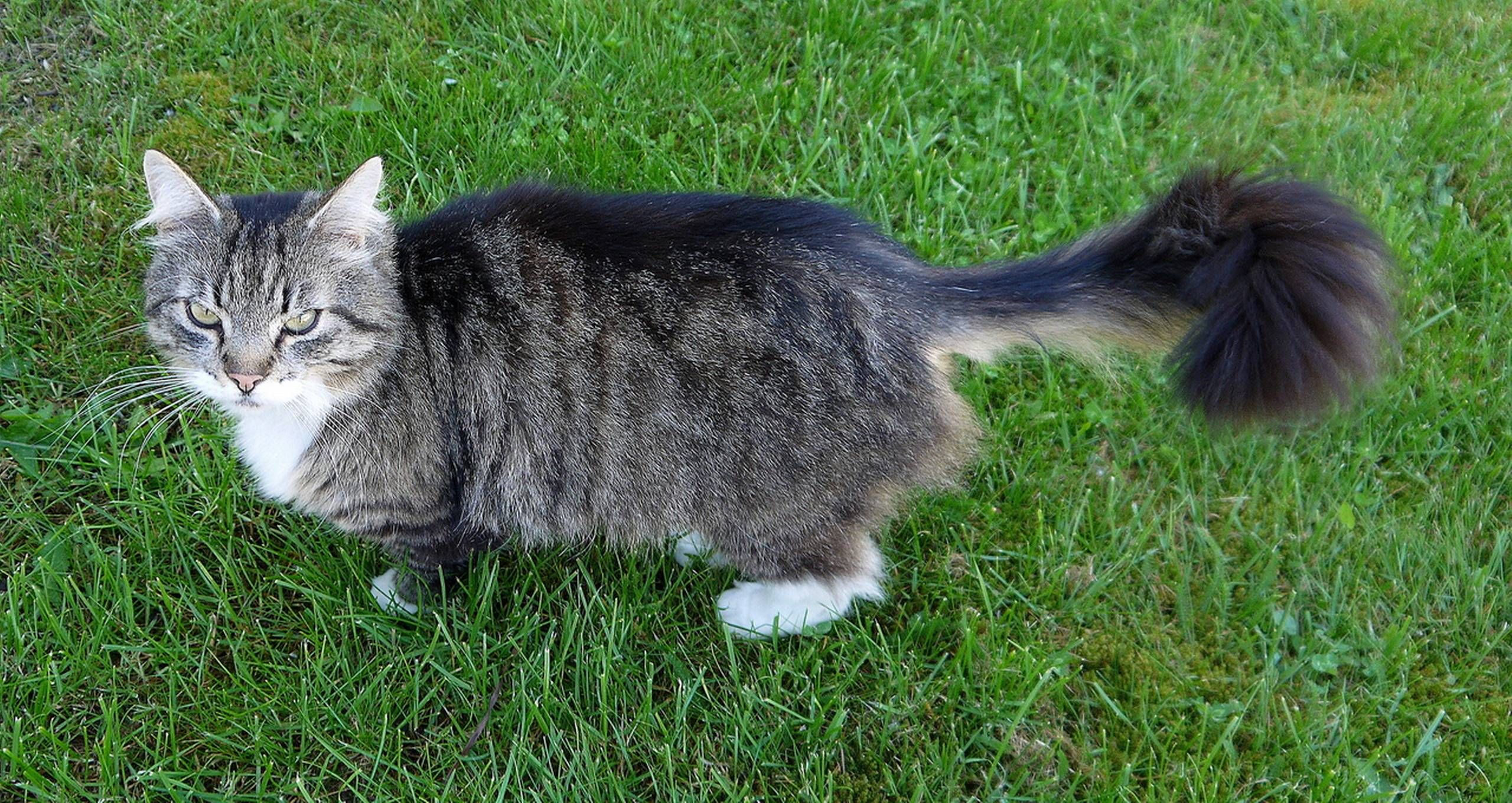 Ugle Barry Ja Hvordan holder du katte væk fra haven?