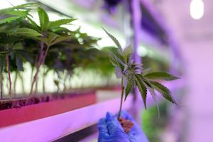 I et skunklaboratorie nær Køge fandt politiet 900 cannabisplanter. To mænd fremstilles i grundlovsforhør.