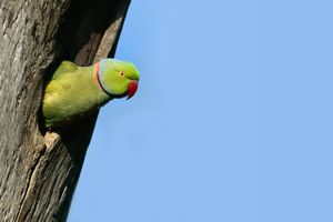 Jorden er blevet invaderet af grønne parakitter. Men hvordan blev de en af verdens mest succesrige invasive arter?